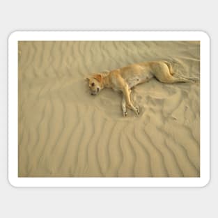 dog on sand Sticker